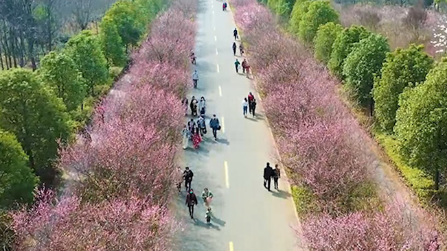 无人机硬核喊话：做花田里的小可爱